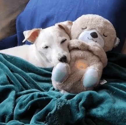 Calming Otter Plush Toy